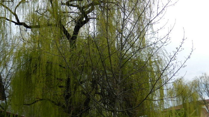 DSCN1264 - TIMISOARA 2012