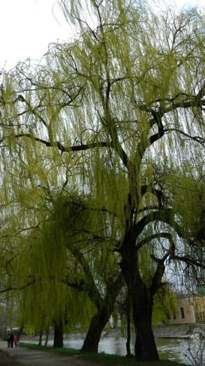 DSCN1265 - TIMISOARA 2012