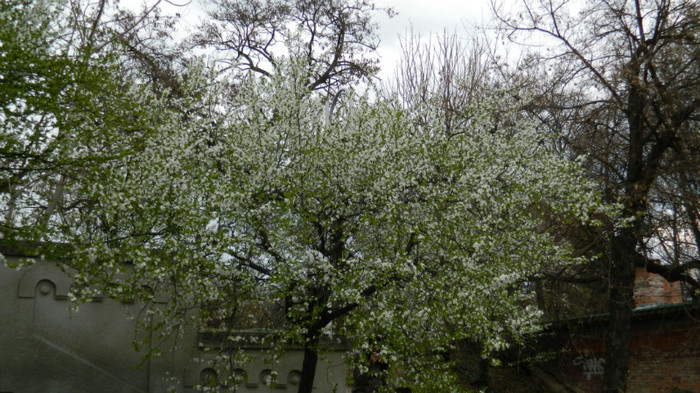 DSCN1267 - TIMISOARA 2012