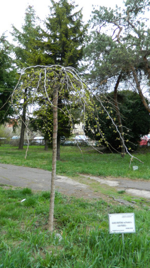 DSCN1271 - TIMISOARA 2012