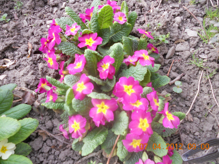 DSCN0374 - Oituz 2012
