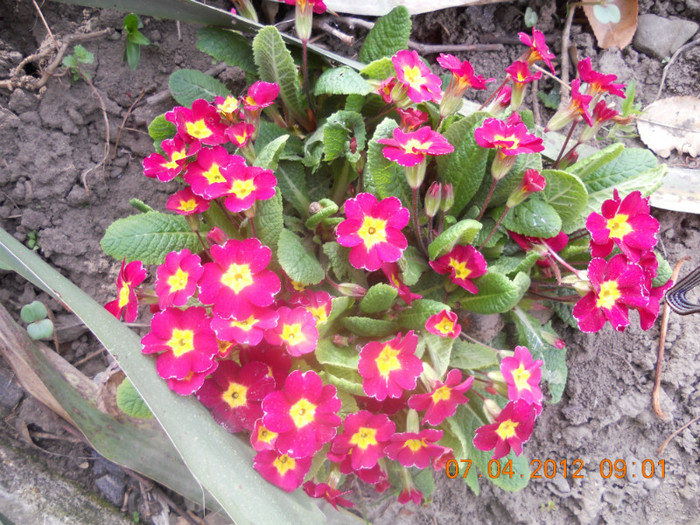 DSCN0375