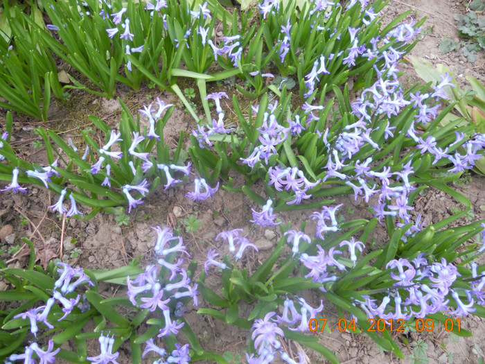 DSCN0376 - Oituz 2012