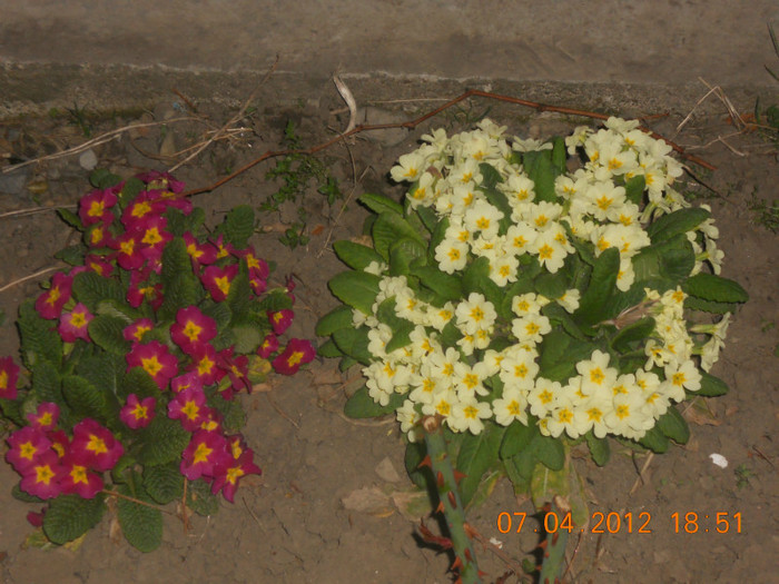 DSCN0404 - Oituz 2012