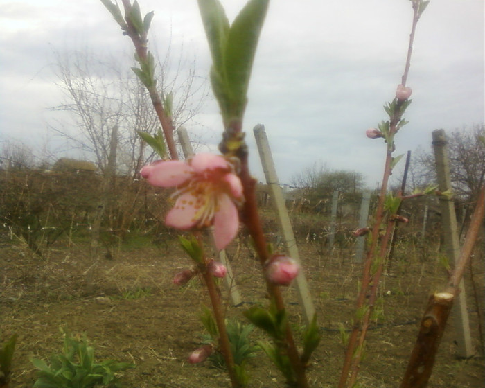 floare piersic - pomi fructiferi