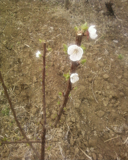 floare cais - pomi fructiferi