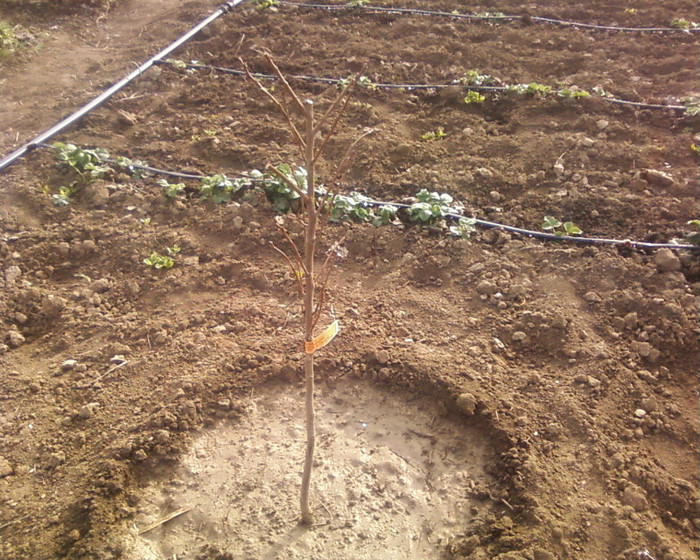 kaki tipo; kaki tipo 2012 primavara
