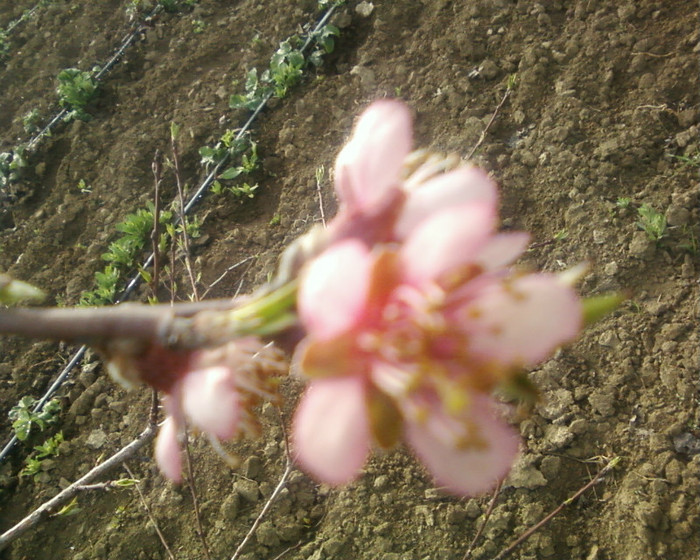 floare piersic - pomi fructiferi