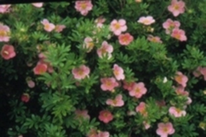 potentilla -poza preluata
