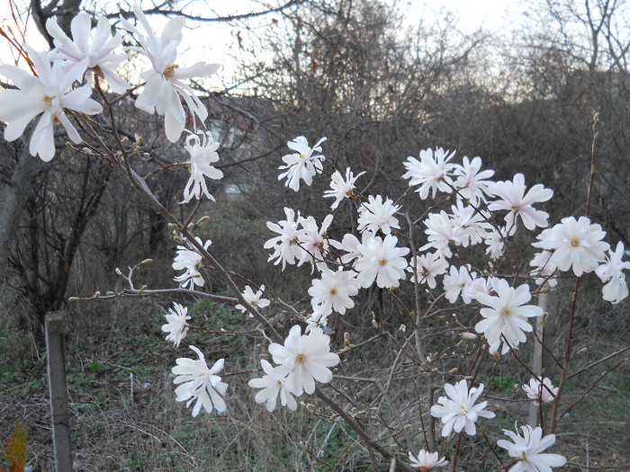 DSCN2246