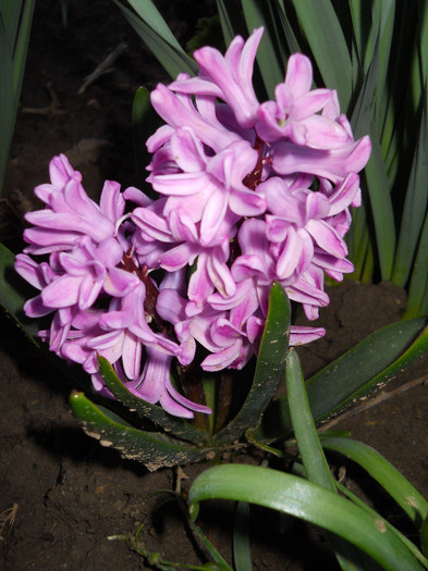 DSCN2259