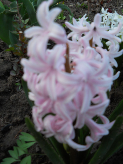 DSCN2262