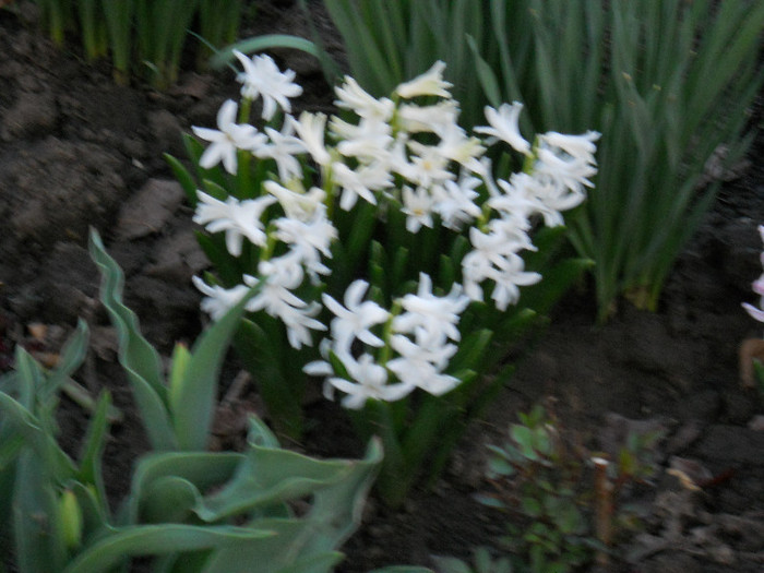 DSCN2264