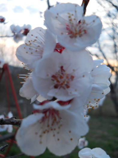 DSCN2274