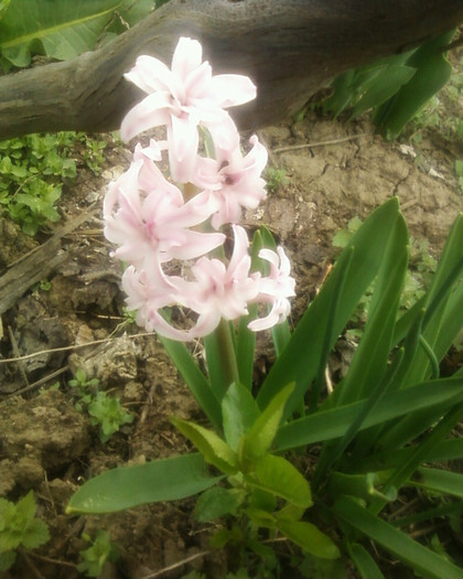 Fotografii-0135 - gradina mea