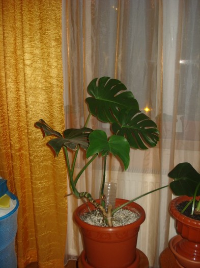 07.04.2012 - flori - diffenbachia si filodendron
