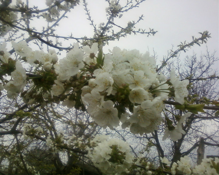 flori de cires - pomi fructiferi