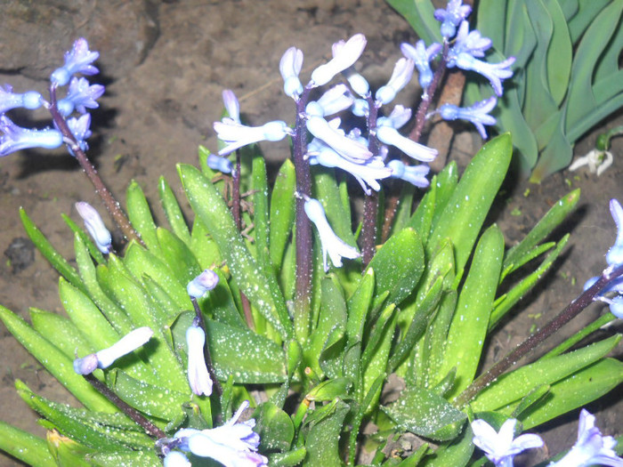 DSCN2665 - 12 flori de primavara 2012