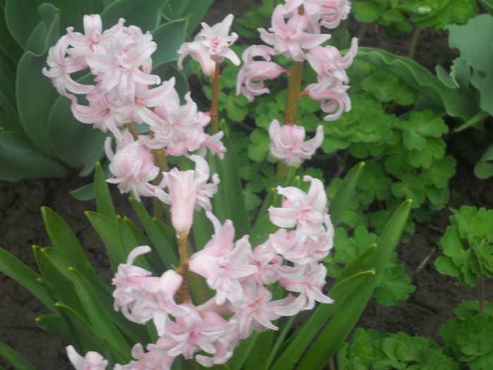 DSCN2817