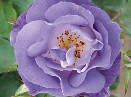 rosa-blue-for-you-15-20-cm-trandafir-27554-1 - imi doresc