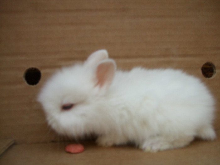 ANGORA; 1,5 luni
