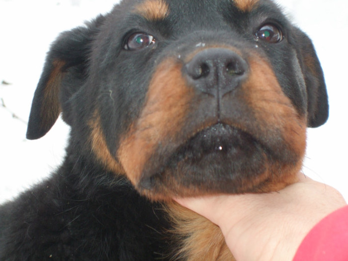 Gaspar; rottweiler  3 , 5  luni
