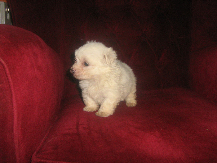 PLUS; bichon malteze
