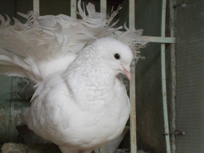 voltat - animale-pasari