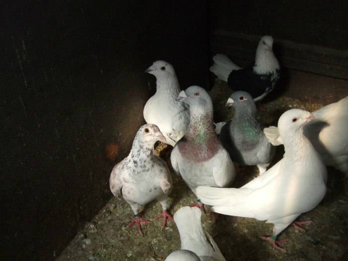 porumbei standard - animale-pasari