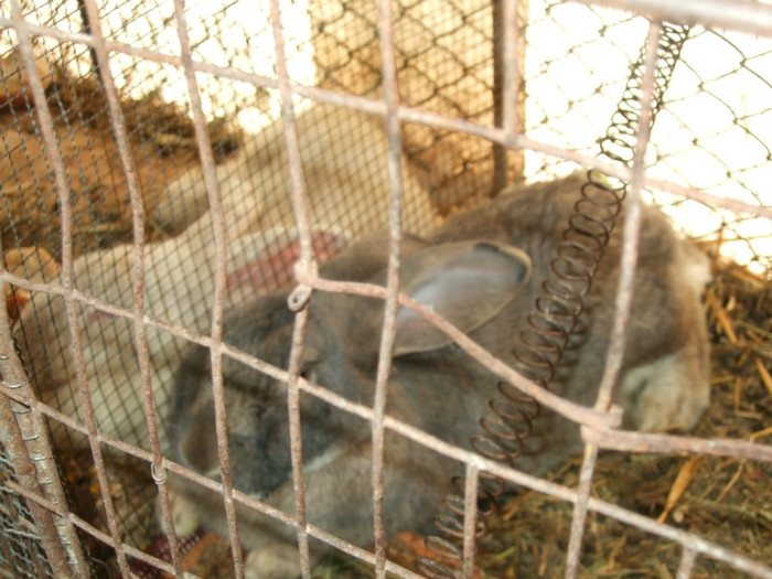 DSCF3904; iepuri belgieni
