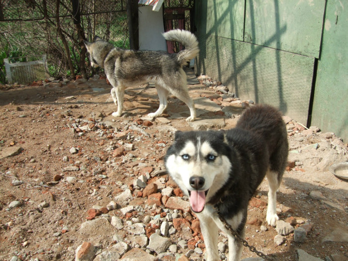 NERO; haschy pereche
