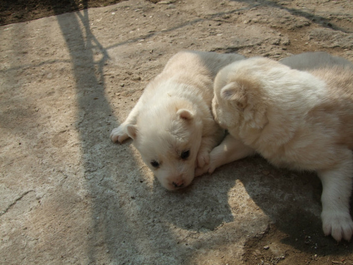 Pui Nero - animale-pasari