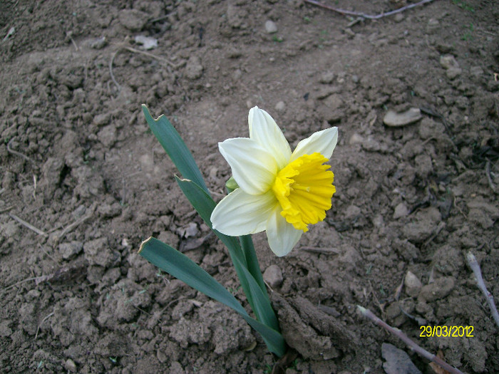 SANY1312 - 5-inceput de primavara-vara