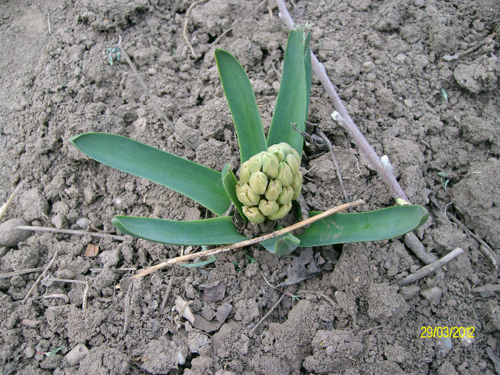 SANY1314 - 5-inceput de primavara-vara