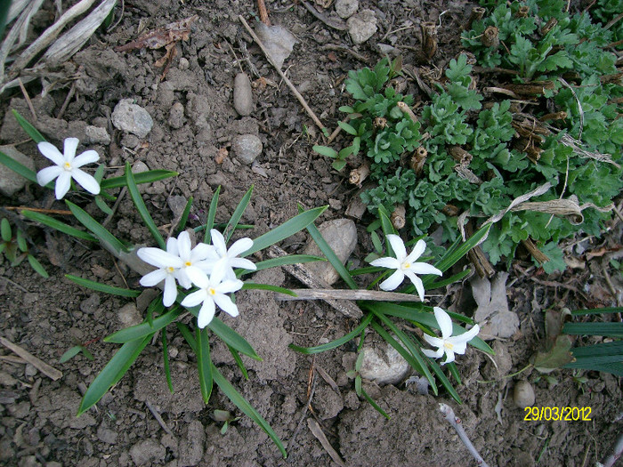 SANY1319 - 5-inceput de primavara-vara