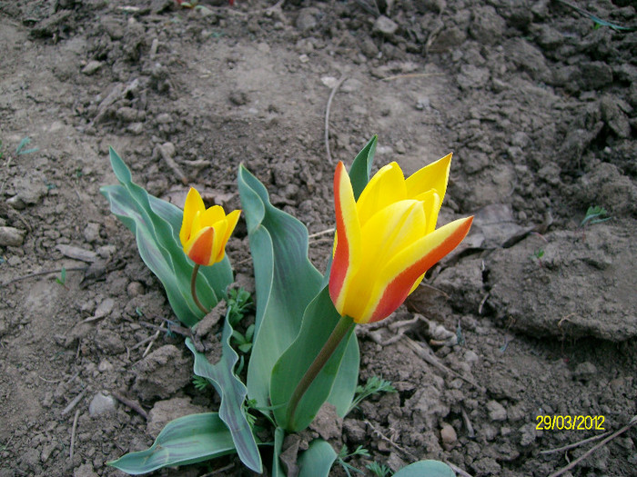 SANY1320 - 5-inceput de primavara-vara