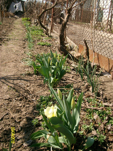 SANY1333 - 5-inceput de primavara-vara