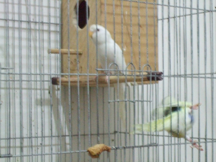 Papagali perusi - animale-pasari