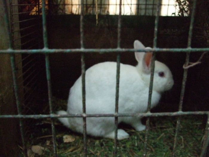 Pitic italian; iepuroaik alba
