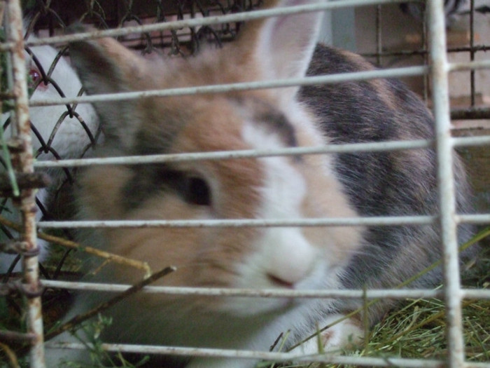 Pitic italian 3 culori