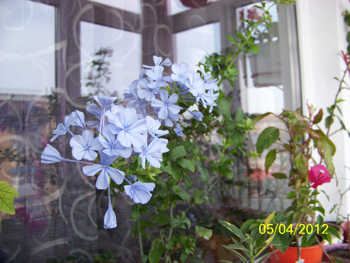 293_5426 - Flori 2012