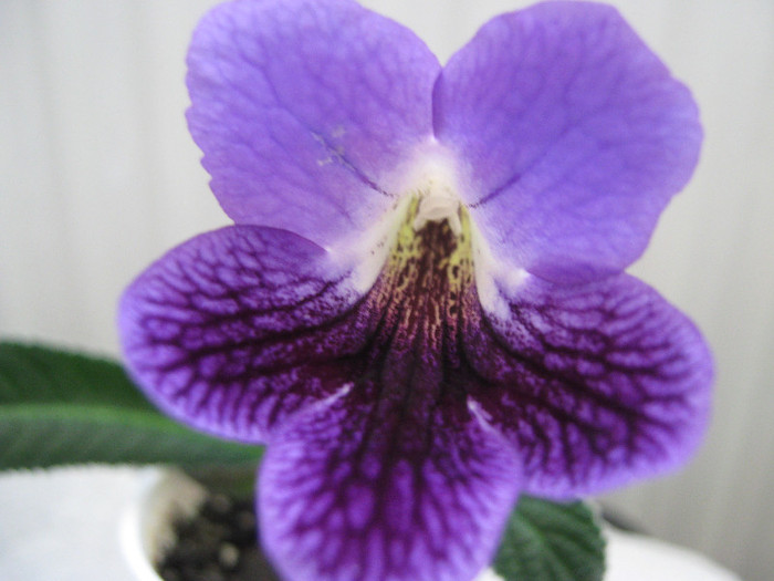  - streptocarpus Sandra