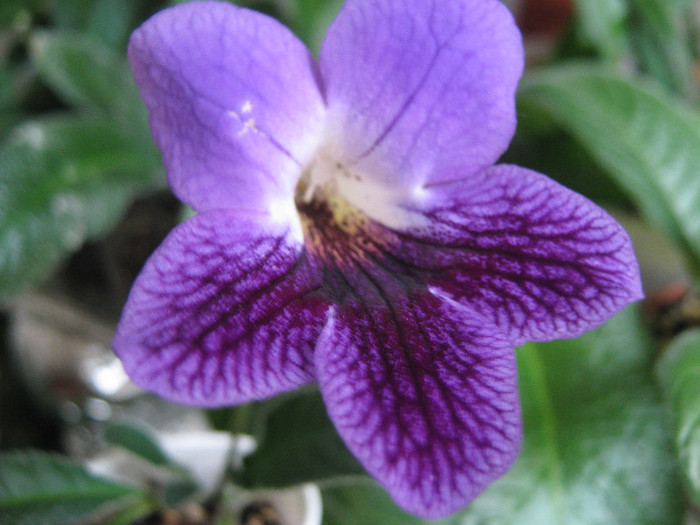  - streptocarpus Sandra