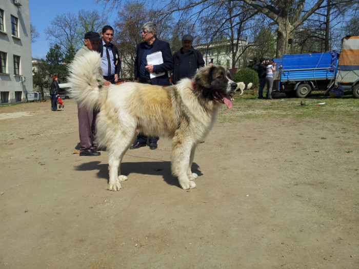 20120407_115803 - Parada Ciobanestilor de la Agronomie