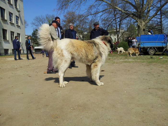 20120407_115809 - Parada Ciobanestilor de la Agronomie