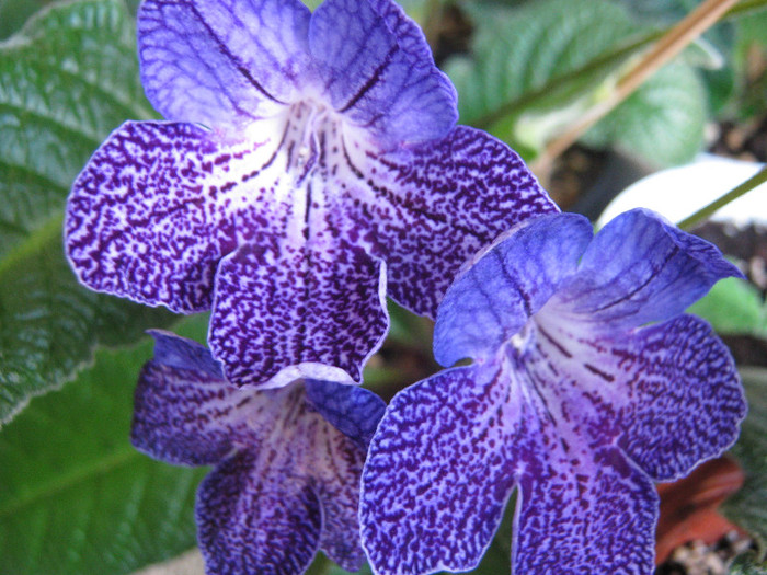  - streptocarpus Shenandoah s Sugar Plum