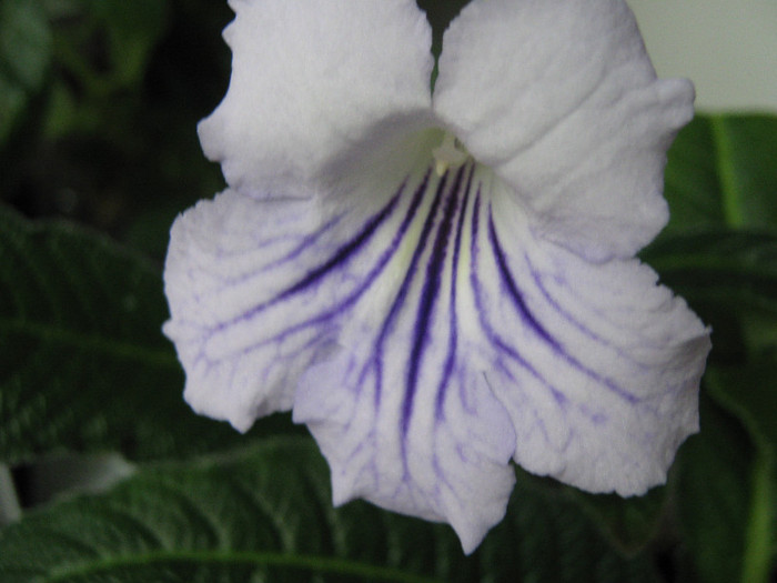  - streptocarpus DS Alexandrit- Dimetris