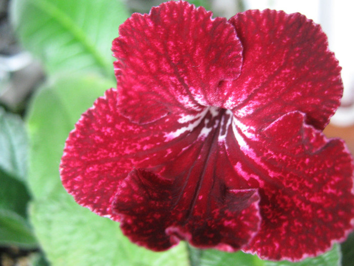  - streptocarpus DS Ognivo- Dimetris