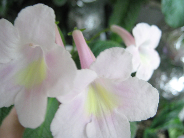  - streptocarpus Bristol_s Goose Egg