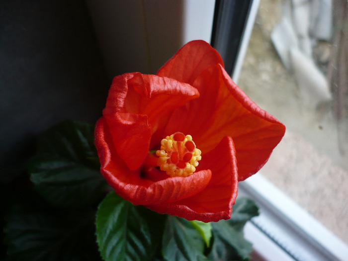 08.04.2012 - HIBISCUSI 2012-1